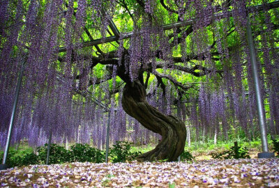 【紫藤】属豆科紫藤属，是一种落叶攀援缠绕性大藤本植物干皮深灰色，不裂；【花色】紫色或深紫色或白李白曾有诗云：“紫藤挂云木，花蔓宜阳春。密叶隐歌鸟，香风留美人。”【别名】藤萝。【花语】：醉人的恋情，依依…