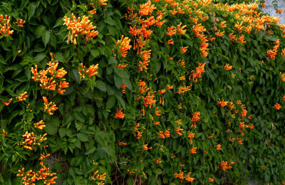 【炮仗花】拉丁文名:Pyrostegia venusta (Ker-Gawl.) Miers 紫葳科、炮仗藤属藤本，具有3叉丝状卷须。【别名】:黄鳝藤，黄金珊瑚。多植于庭园建筑物的四周，攀援于凉棚上，初夏红橙色的花朵累累成串，状如鞭炮，故有…