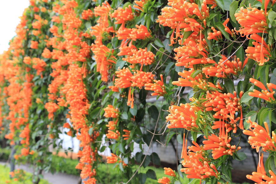 【炮仗花】拉丁文名:Pyrostegia venusta (Ker-Gawl.) Miers 紫葳科、炮仗藤属藤本，具有3叉丝状卷须。【别名】:黄鳝藤，黄金珊瑚。多植于庭园建筑物的四周，攀援于凉棚上，初夏红橙色的花朵累累成串，状如鞭炮，故有炮仗花之称。【花语】：富贵吉祥、好日子红红火火。 