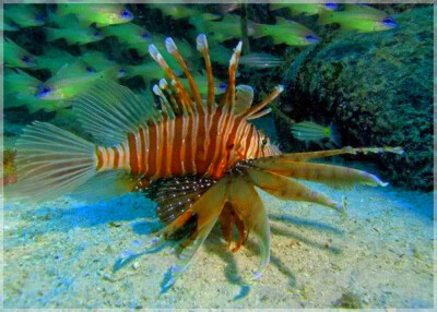 East Coast Malaysia, Terengganu, Kapas Island
马来西亚东海岸 登嘉楼州属 棉花岛