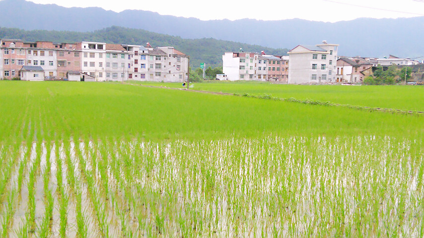 田野