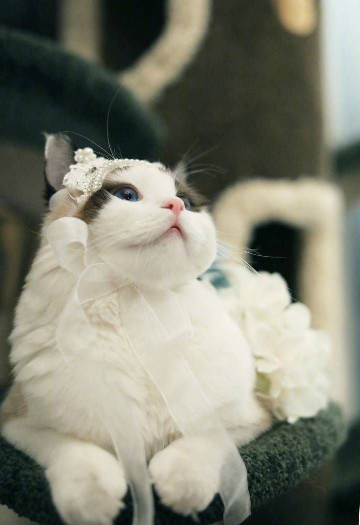 小傲娇 狐狸 布偶猫