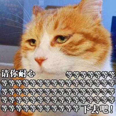 可爱的猫星人