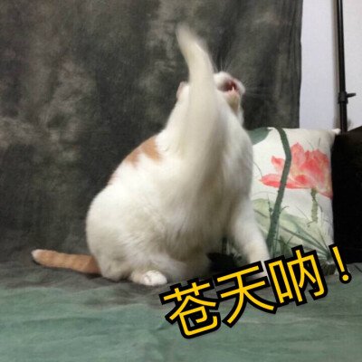 猫表情