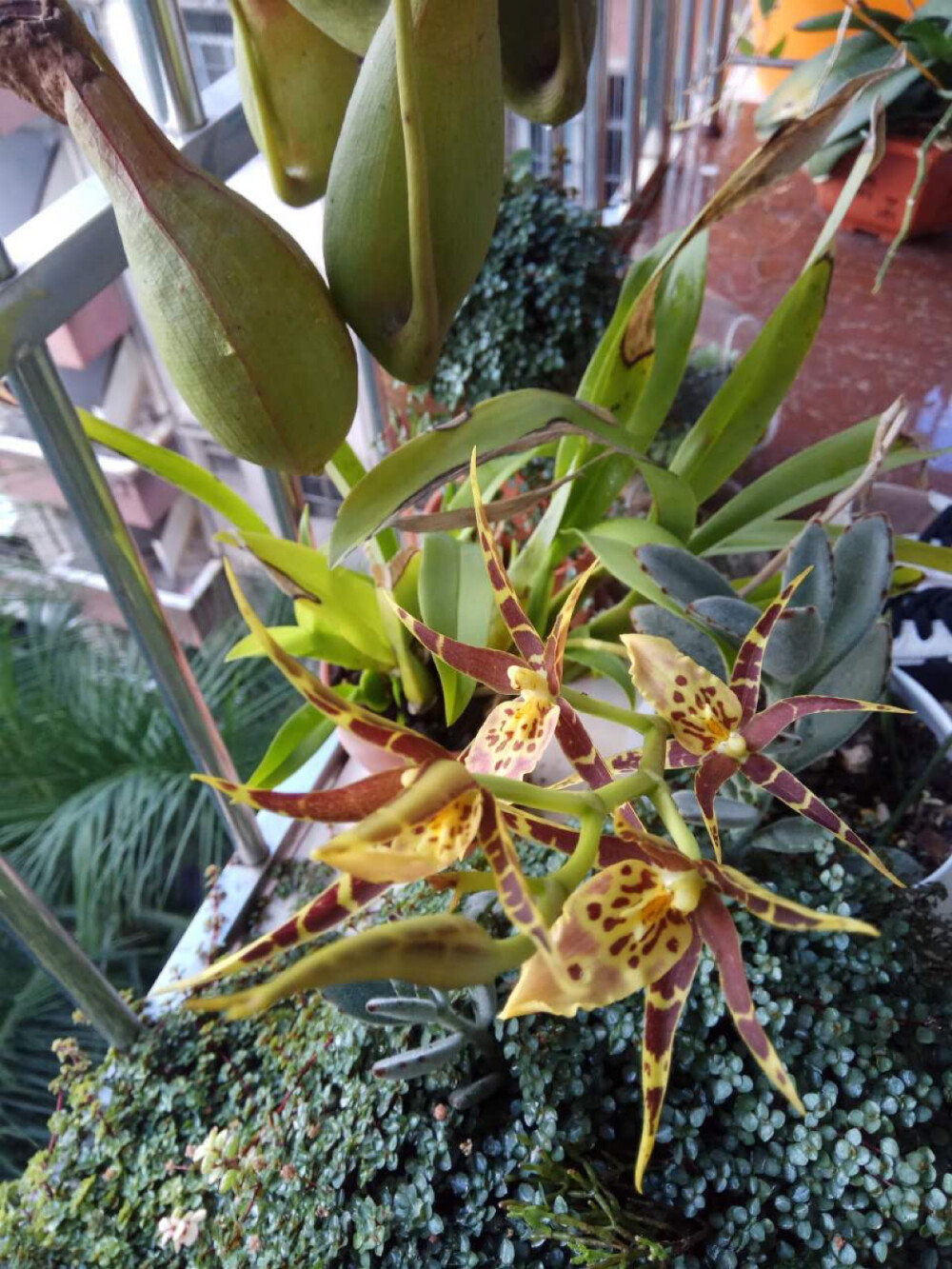 蜘蛛文心兰