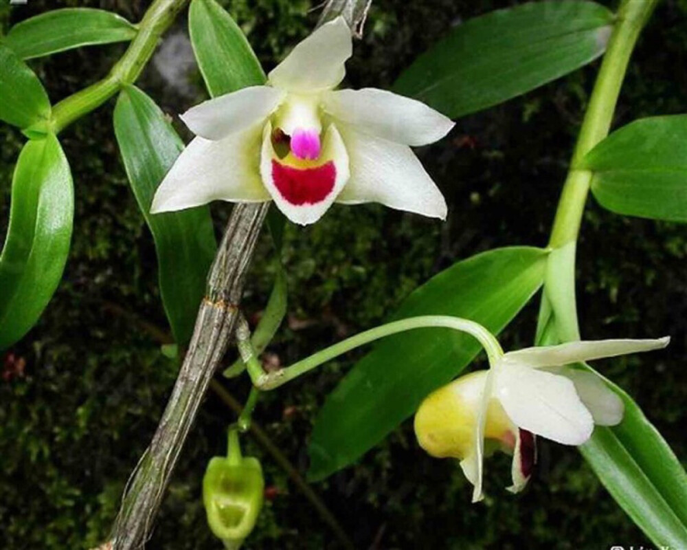 滇桂石斛denguangxiesesjchengetcztang分布于广西贵州云南