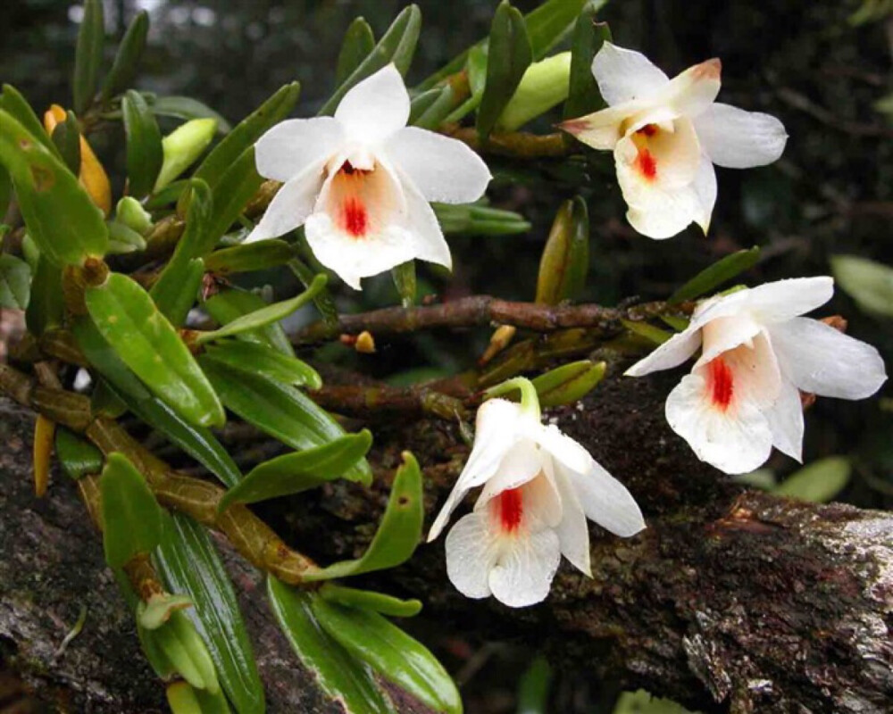 华石斛 den. sinense t. tang et f. t. wang 分布于海南