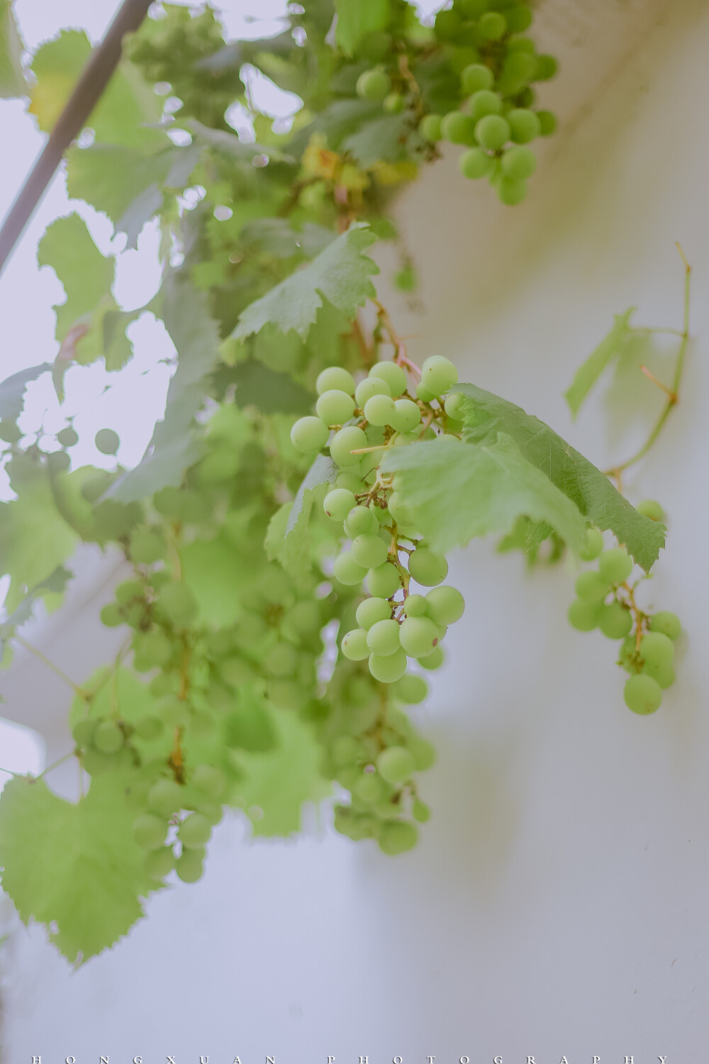 梅雨季什么时候结束
摄影：洪小漩
出镜：花花
距离上次青海的三人行，已经快一年了。
在紫阳花凋零之前，还好花花来了，总算没错过。
花花的笑有治愈的能力，21岁的姑娘，无需粉黛，一点朱唇，嘴角上扬，就让人觉得美得不得了。能帮姑娘们记录，其实是我的幸运。
话说，人的精力总归有限。
忙于自己的事，等我回过神来，才发现单位新一波的人事变动。
在楼梯口和同事打招呼，问最近忙么，她瞪大眼睛，说，我要离职了你不知道么。
我将眼睛瞪更大，没人告诉我啊……
这姑娘比我虚长两岁，下一步准备和爱人一起去意大利留学，不同城市，分开深造硕士与博士。她说，我们这个年纪，再不出去学习，你要等到什么时候。
说得我心一揪。
正说着，另一男同事上楼，和我们打了招呼。同事轻描淡写说，他也要走了，你该不会不知道吧。
我的眼珠子已经快要跳出眼眶了。觉得自己像是山里刚刚出来，不知世事变幻。
问道，那他要去哪里。
大概先去国外玩半年吧，剩下的再看。
额……
我对树哥说，感觉大家的人生都在拐弯，然后开始加速。只有我过得稀里糊涂。
不过，年轻这层遮羞布很快就要被撕掉了，我不知道自己还有没有脸面继续迷糊地生活着。
树哥提醒我，你不是一直