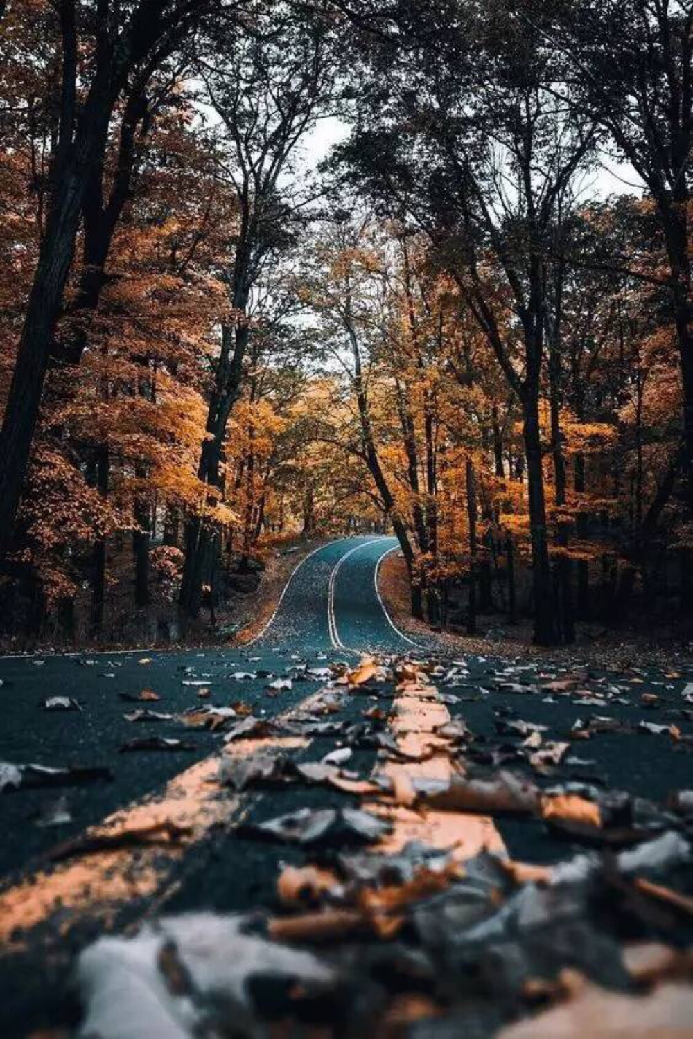 已经路过的风景就不要再打听了，当你选定一条路，另一条路的风景便与你无关