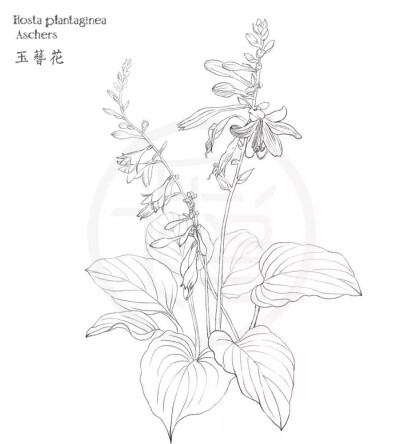 铅笔线描花草篇