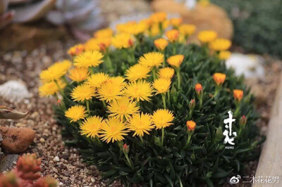 黄花照波