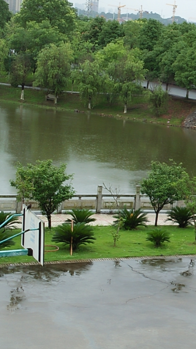 宿舍楼下篮球架上的鸟，暴雨天。