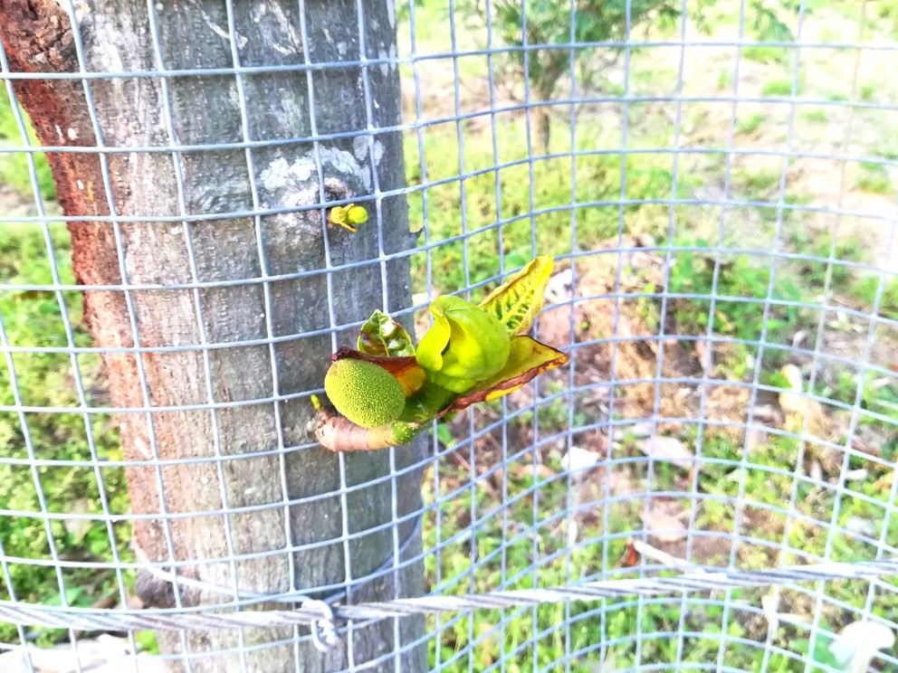 菠萝蜜幼苗