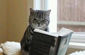 看书猫 头像