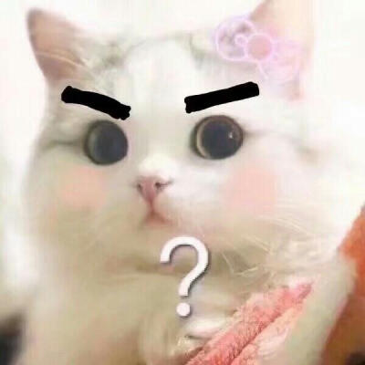 猫咪