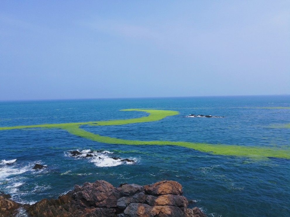 这个时候的黄岛，海里都是浒苔。