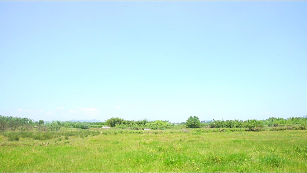 野食小哥视频 景