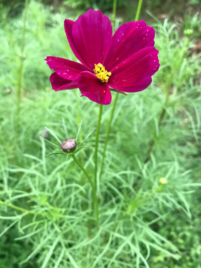 玫紅色波斯菊