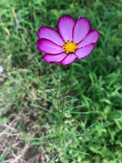 漸變色波斯菊