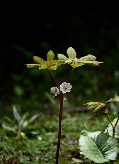 奇花异卉——西藏八角莲
小檗科鬼臼属
两片叶两朵花，像眼睛。
