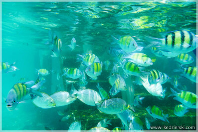 Northern Malaysia, Kedah, Pulau Payar Marine Park
马来西亚半岛北部 吉打州属 巴雅岛海洋公园