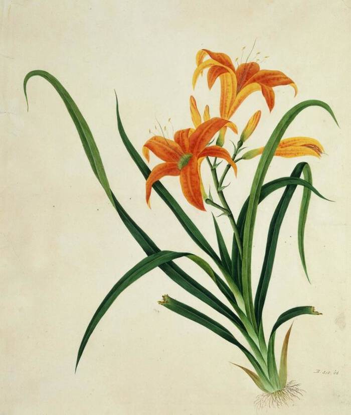 【萱草】 中国清代外销画之植物花卉欣赏,外销画是一种鲜为人所知的