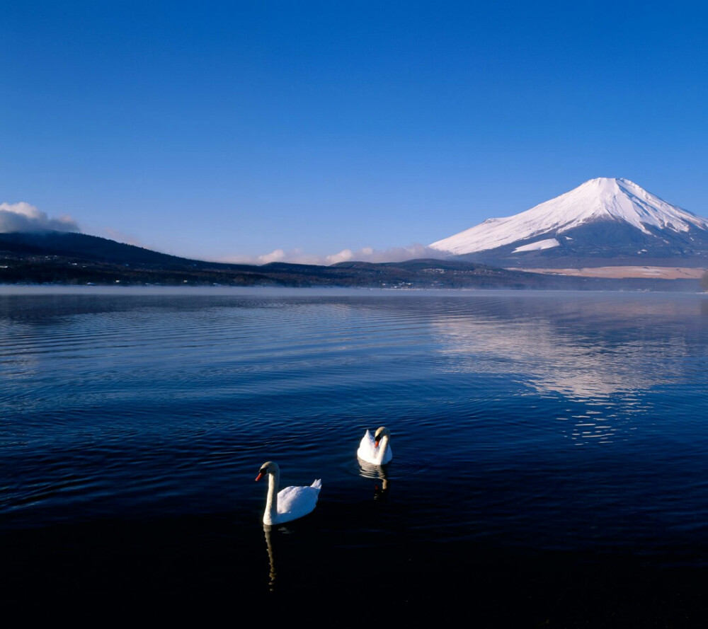 两只天鹅在湖中