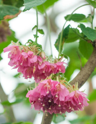 奇花异卉——玲玲花
又叫吊芙蓉
锦葵科芙蓉属
