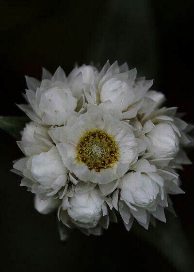 奇花异卉——淡黄香青
菊科香青属
这花朵要是放在仙侠小说里，又是一株升级补血的药草
