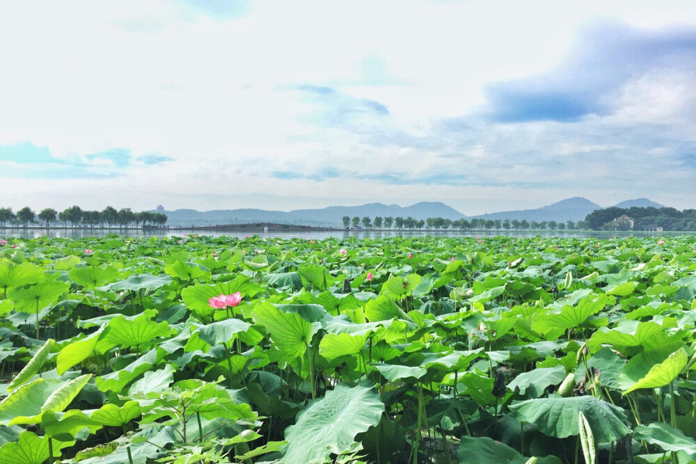 杭州·西湖荷花