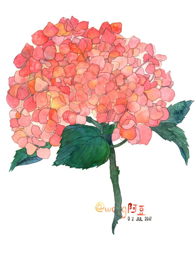 原创 插画 绣球花 (明天会出一篇文章，关于步骤和工具，和大家分享，记得关注哦)