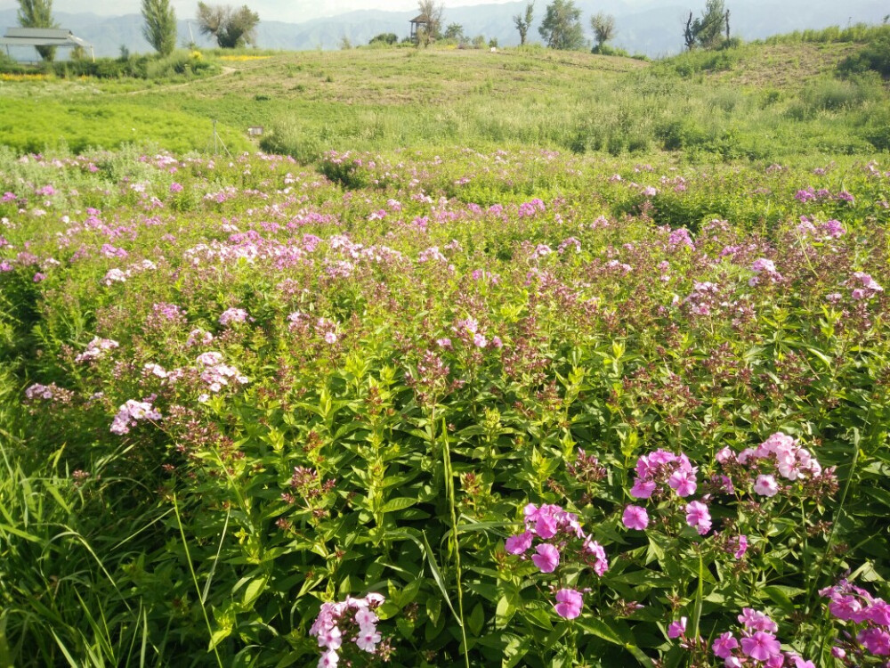 新源野果林里的植物园