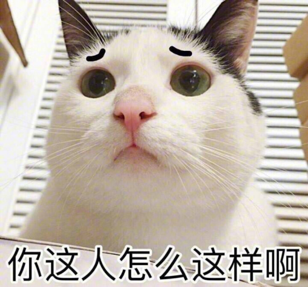 你这人怎么这样啊 猫 表情包