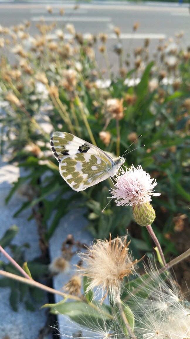 小飞蝶