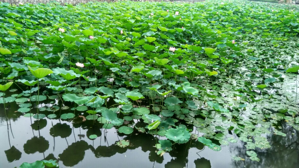 荷花池