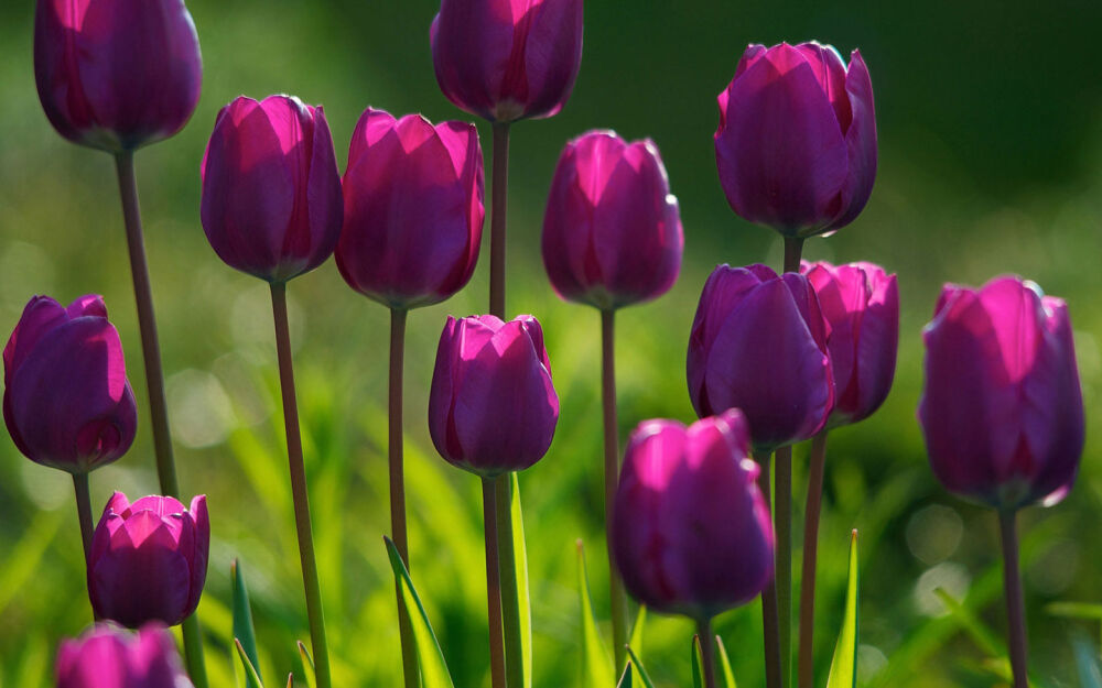 【郁金香 】在植物分类学上，是一类属于百合科郁金香属（学名：Tulipa）的具鳞茎草本植物。是荷兰，土耳其、匈牙利等国的国花。【别名】洋荷花、旱荷花、草麝香、郁香（《太平御览》）、红蓝花、紫述香（《本草纲目》）。【花语】爱、慈善、名誉、美丽、祝福、永恒、爱的表白、永恒的祝福。象征神圣、幸福与胜利。(不同颜色、数量的郁金香有不同的花语）