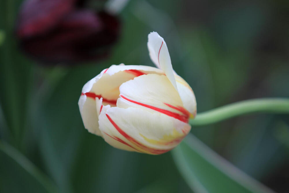 【郁金香 】在植物分类学上，是一类属于百合科郁金香属（学名：Tulipa）的具鳞茎草本植物。是荷兰，土耳其、匈牙利等国的国花。【别名】洋荷花、旱荷花、草麝香、郁香（《太平御览》）、红蓝花、紫述香（《本草纲目》）。【花语】爱、慈善、名誉、美丽、祝福、永恒、爱的表白、永恒的祝福。象征神圣、幸福与胜利。(不同颜色、数量的郁金香有不同的花语）