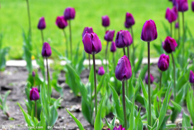 【郁金香 】在植物分类学上，是一类属于百合科郁金香属（学名：Tulipa）的具鳞茎草本植物。是荷兰，土耳其、匈牙利等国的国花。【别名】洋荷花、旱荷花、草麝香、郁香（《太平御览》）、红蓝花、紫述香（《本草纲目…