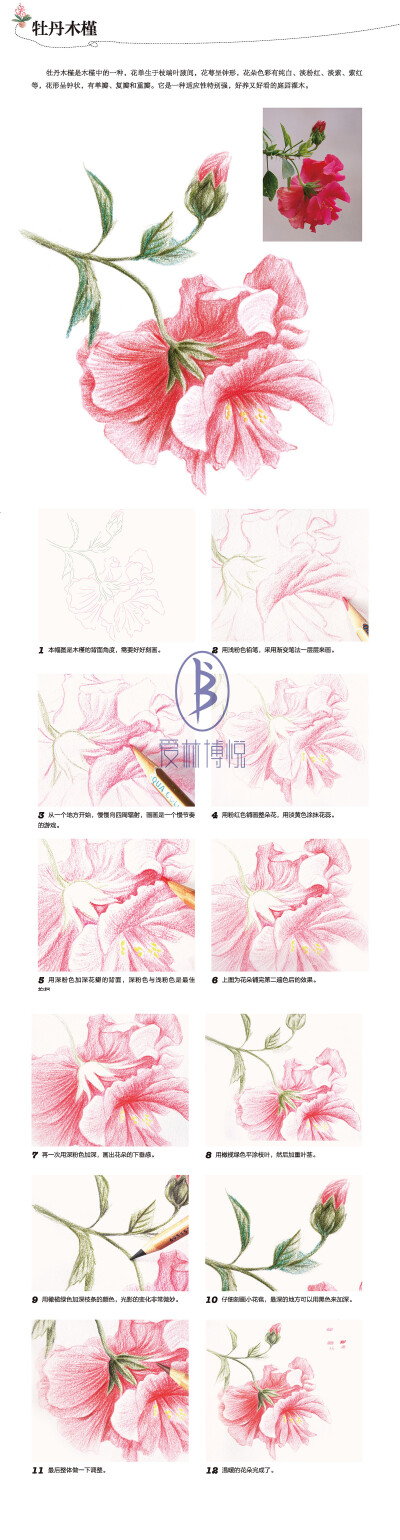本案例摘自人民邮电出版社出版的《拿笔就画：色铅笔手绘花卉从入门到精通》。更多原创绘画教程和作品将在“爱林文化”公众号（aiibook）中长期分享！爱林博悦——只为悦读者！