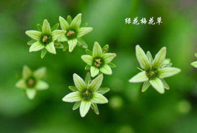 绿花梅花草（学名：Parnassia viridiflora）为虎耳草科梅花草属下的一个种。