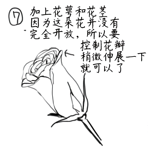 蔷薇的画法7