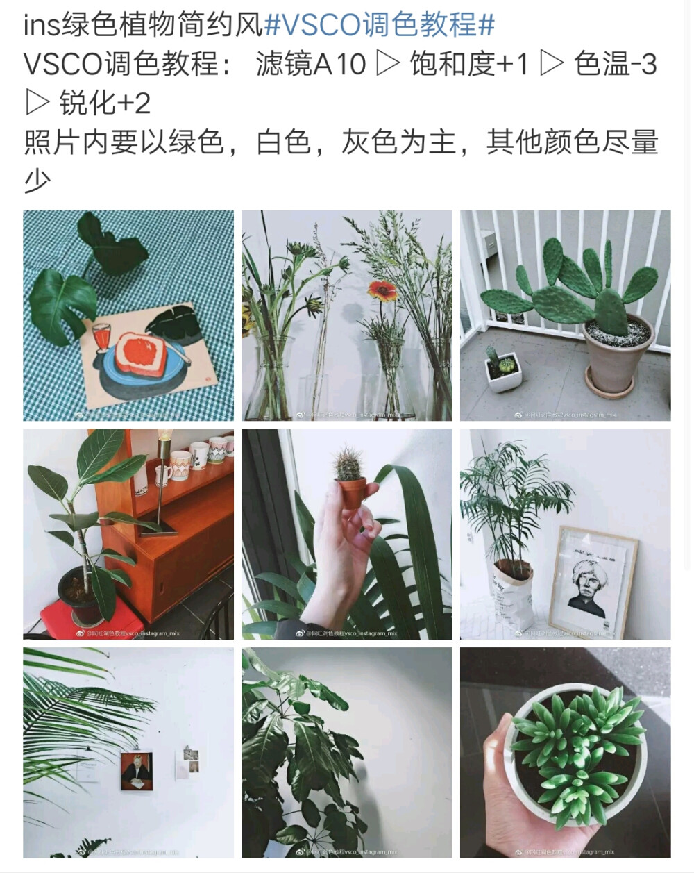 ins绿色植物简约风