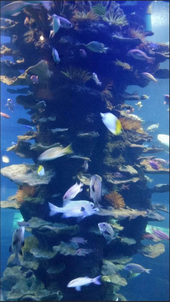 青岛的水族馆