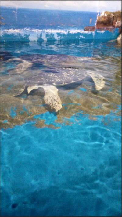 青岛的水族馆，喜欢龟吗