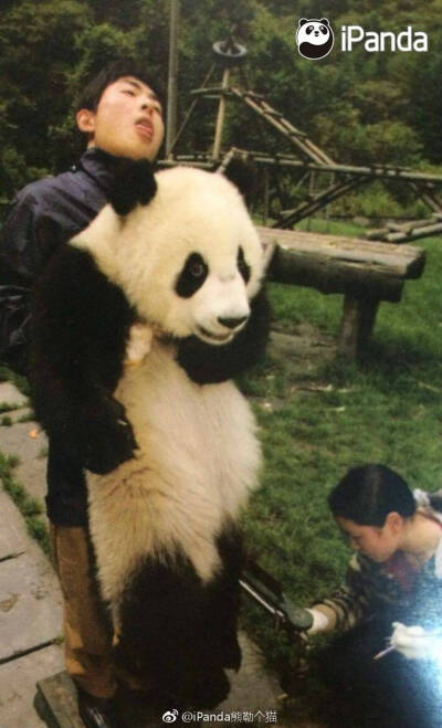 动物 萌宠 胖达 熊猫 国宝