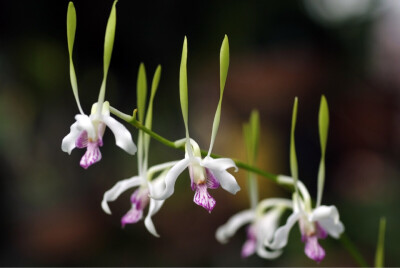 Dendrobium antennatum 小玉兔石斛兰/热带石斛兰/洋兰/ORCHIDS