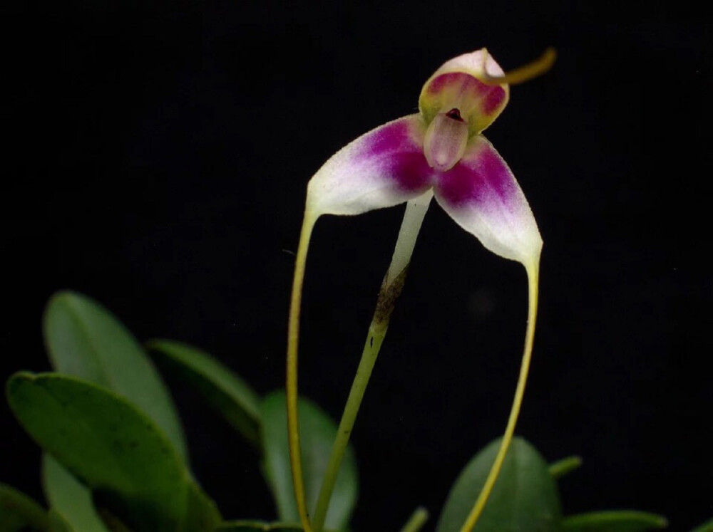 Masdevallia estradae 南美梦幻之花/三尖兰/洋兰