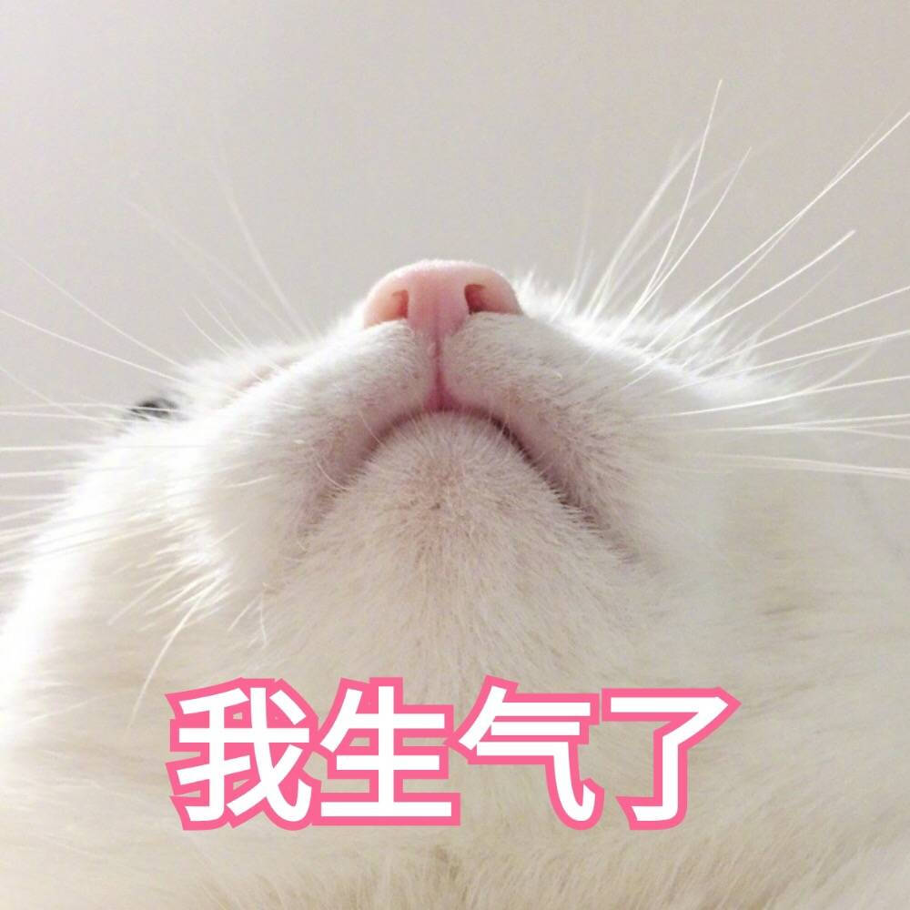 喵呜 来源 微博 猫咪表情包