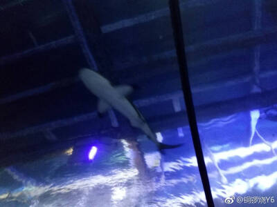 水族馆游玩