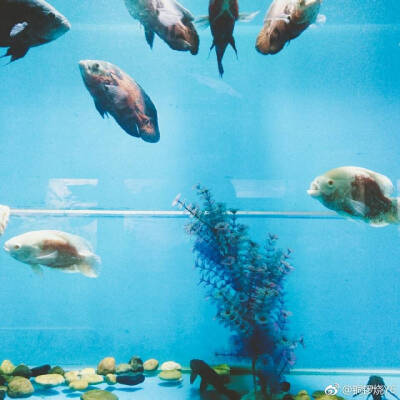 水族馆游玩